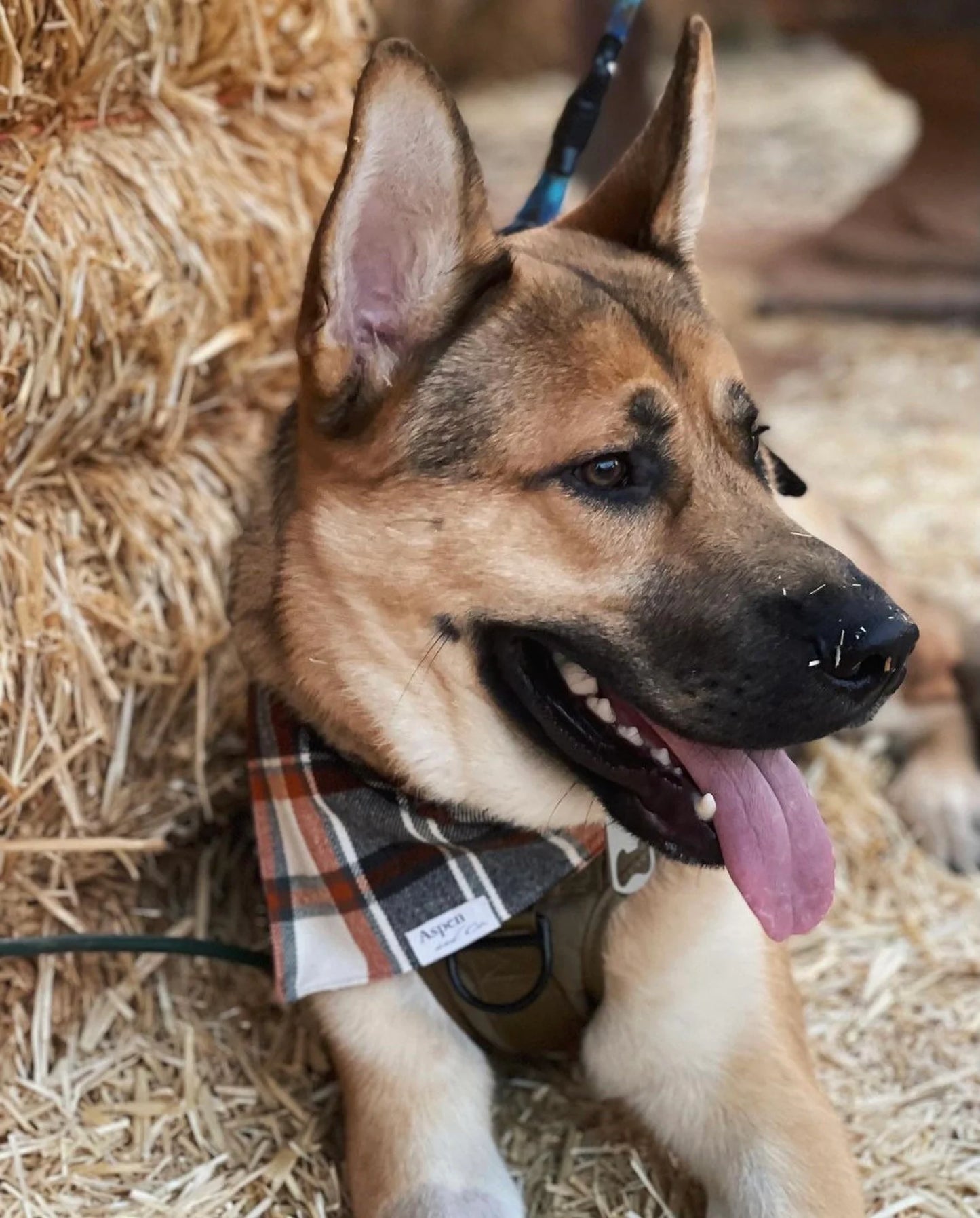 Sweater Weather - Fall Dog Bandana