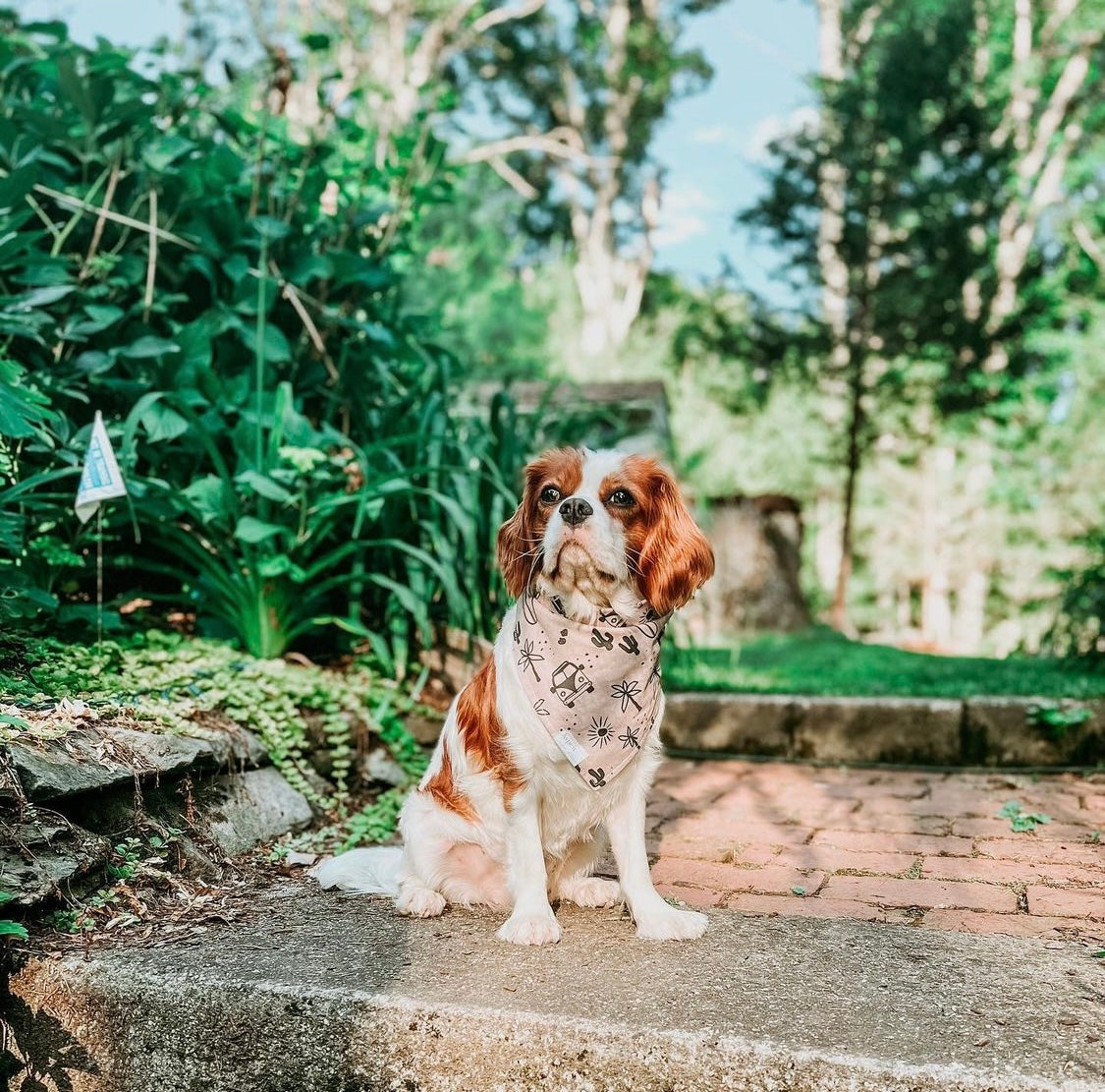 Dog Bandana - Vagabond