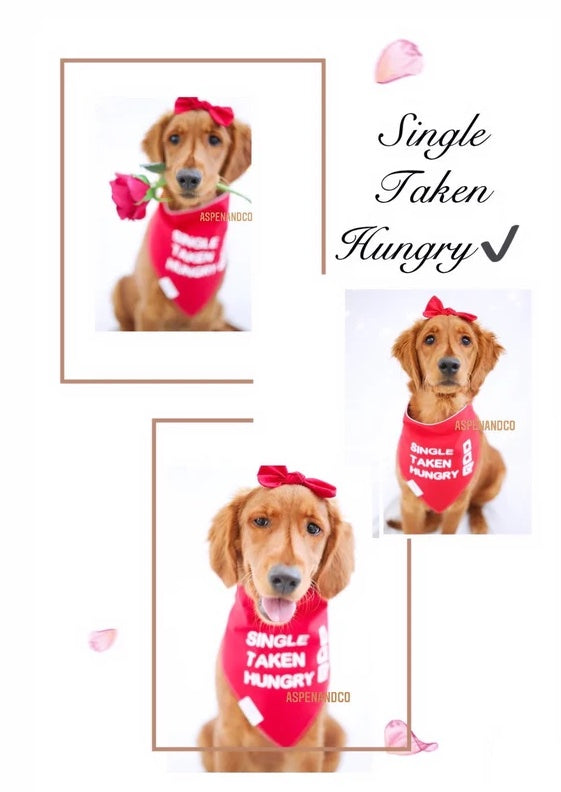 Dog Bandana- Single Taken Hungry