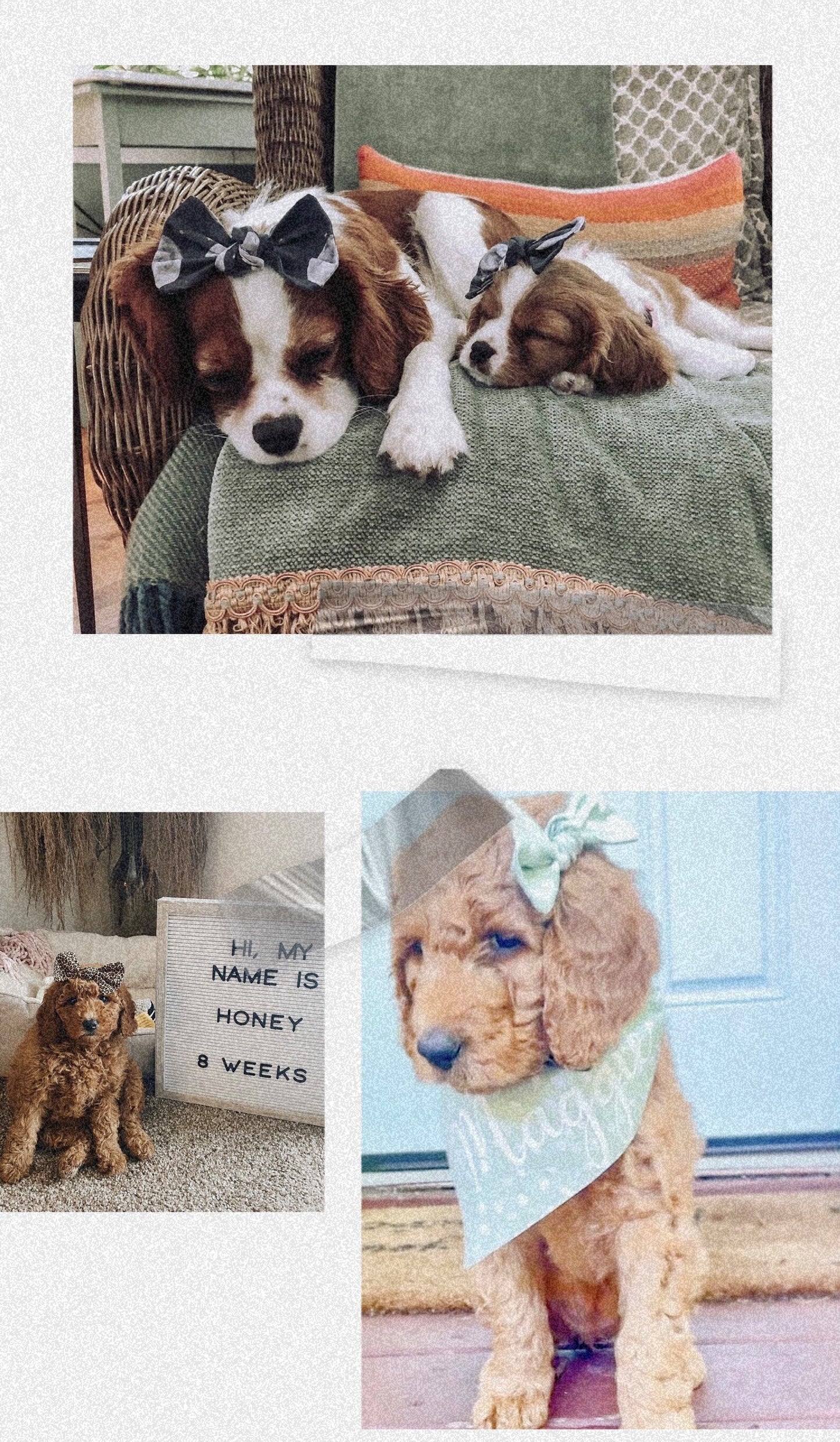 Harper Bows- Assorted Dog Bows