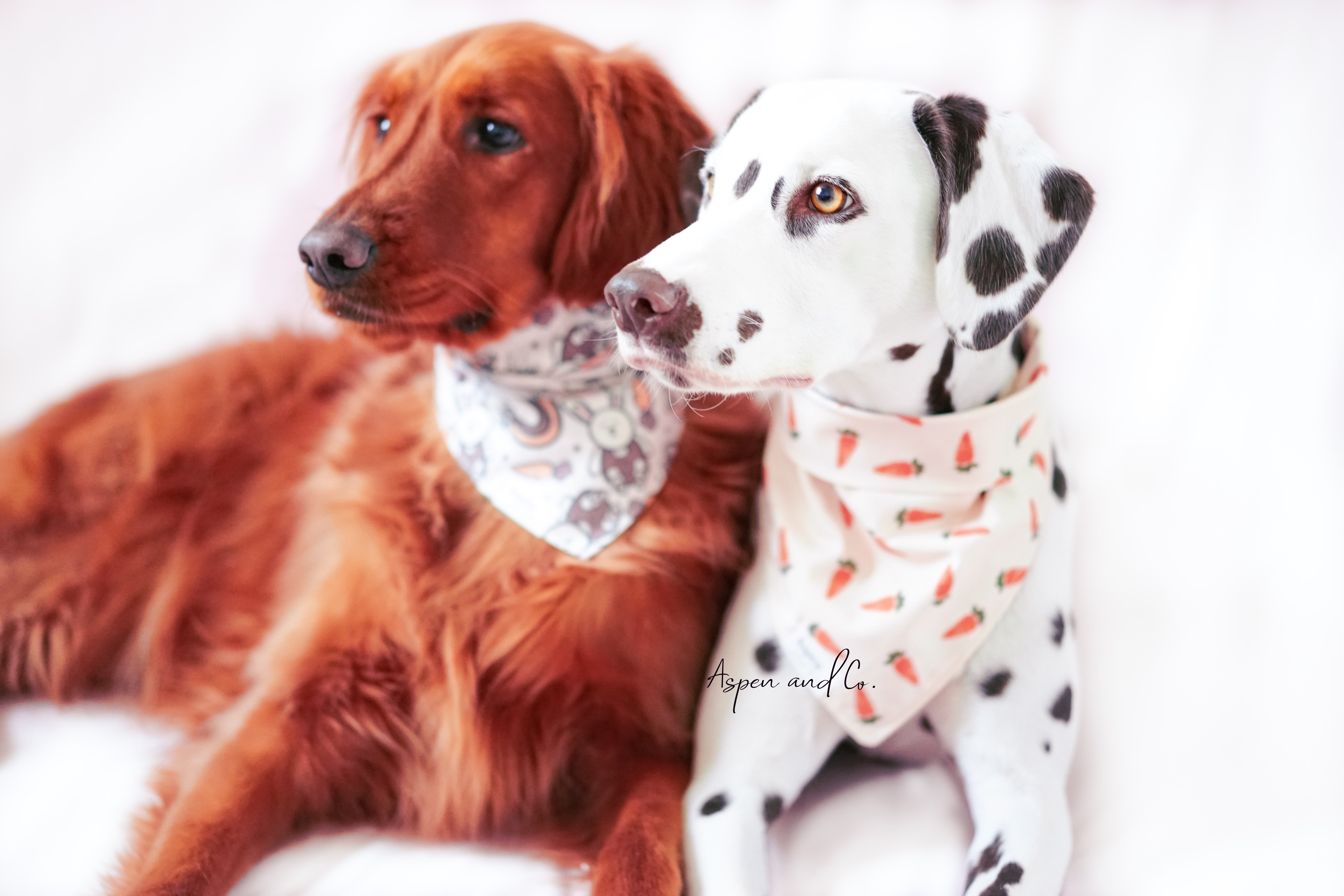 Easter dog bandana - golden retriever and Dalmatian wear dog bandanas for easter