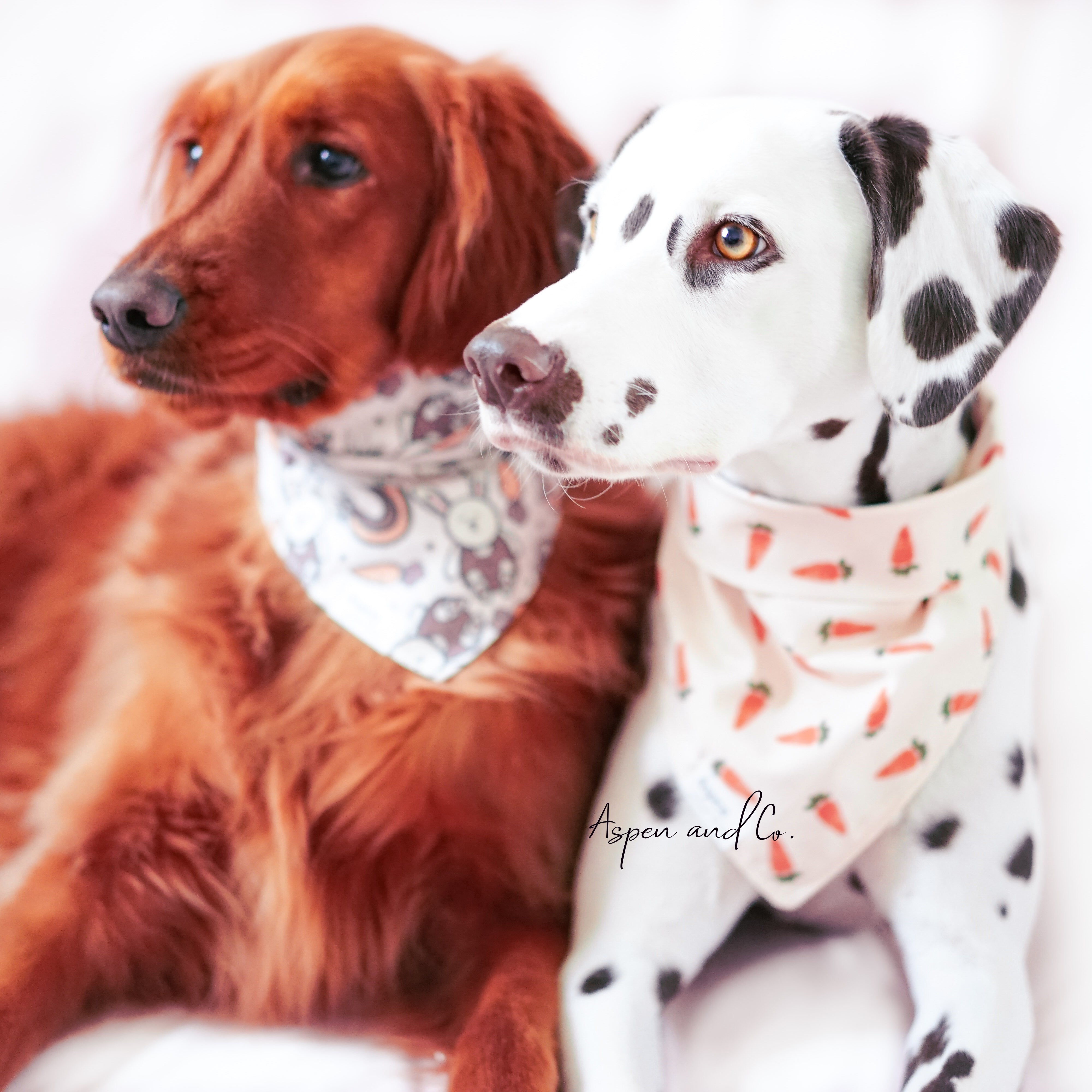 Easter dog bandana - golden retriever and Dalmatian wear dog bandanas for easter