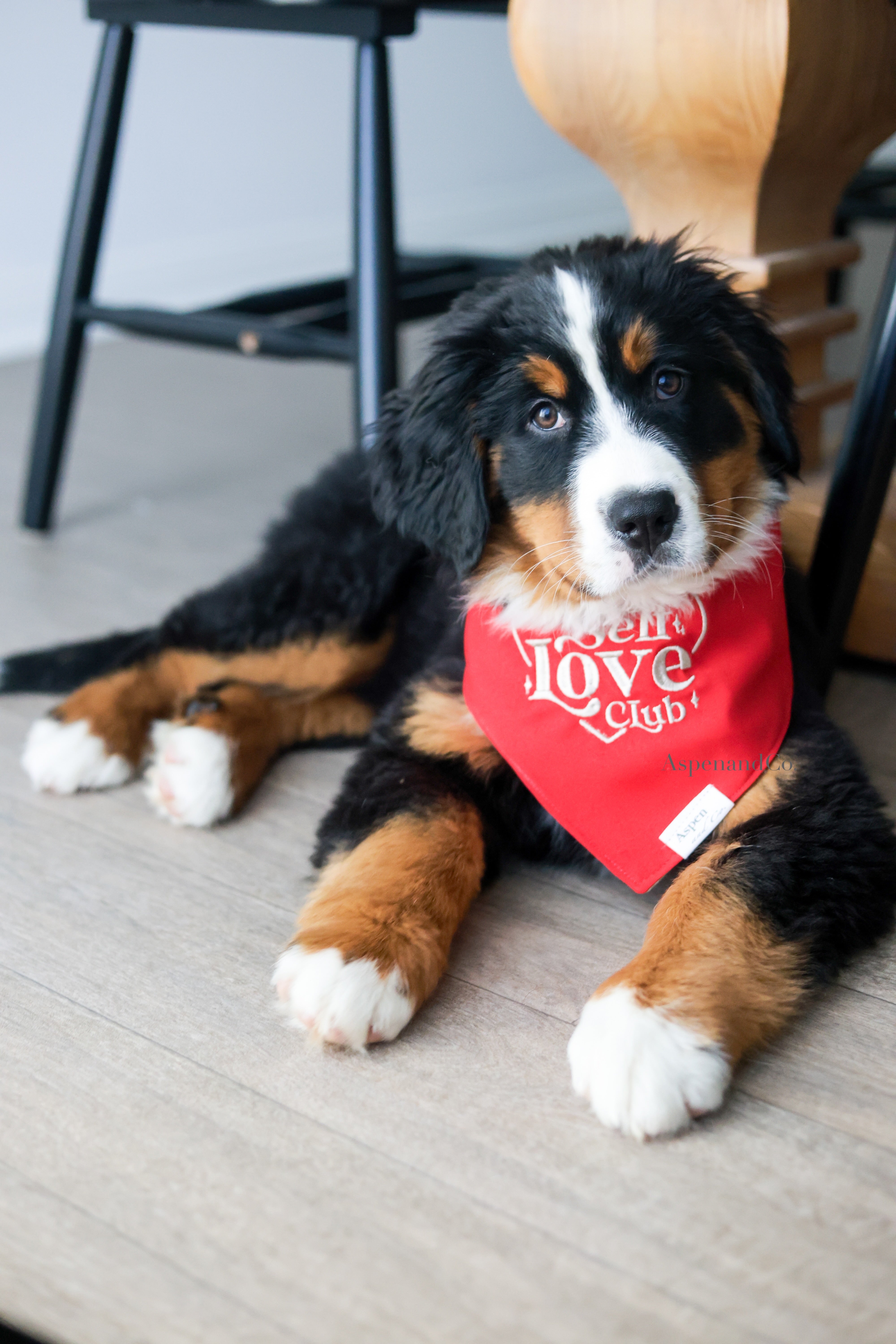 Adorable Bernese Mountain Dog puppy laying down, wearing a cool-toned red embroidered dog bandana with beige stitching that says “Self Love Club” inside a heart; cozy and uplifting pet accessory.