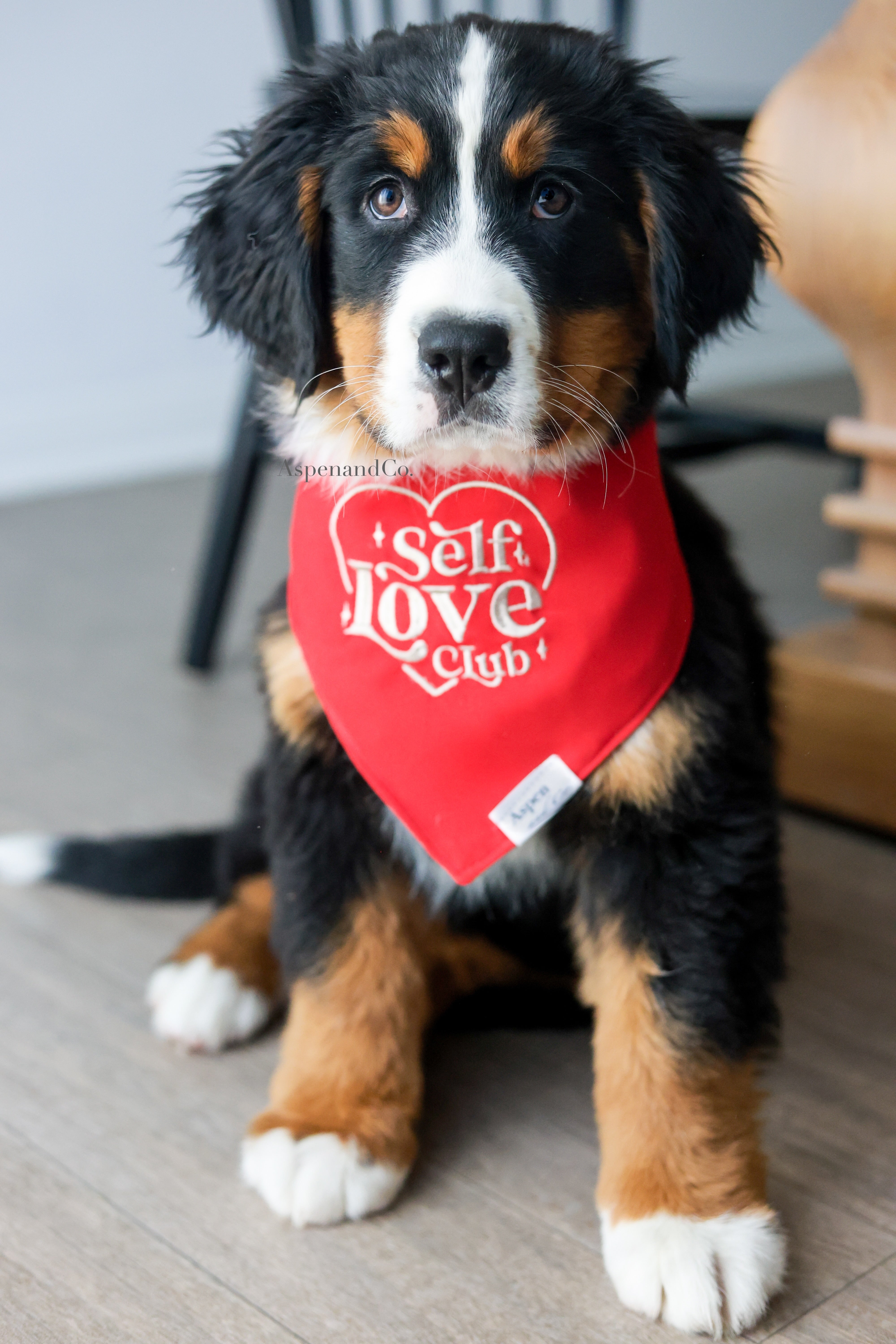 Adorable Bernese Mountain Dog puppy wearing a cool-toned red embroidered bandana with beige stitching that says “Self Love Club” inside a heart; stylish mental health-themed pet accessory.
