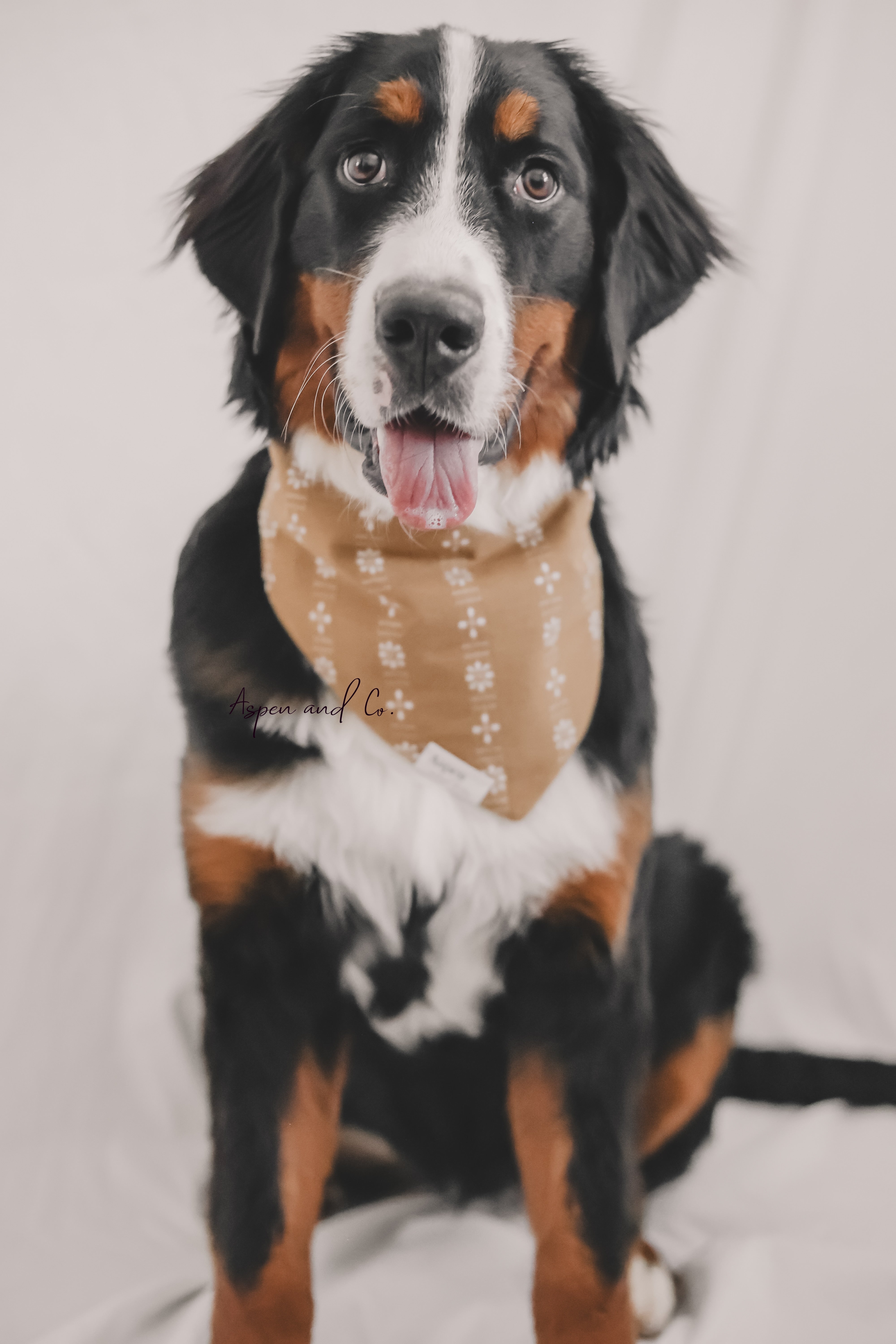 Bernese mountain dog sitting and smiling while wearing the Ochre floral scrunchie dog bandana.