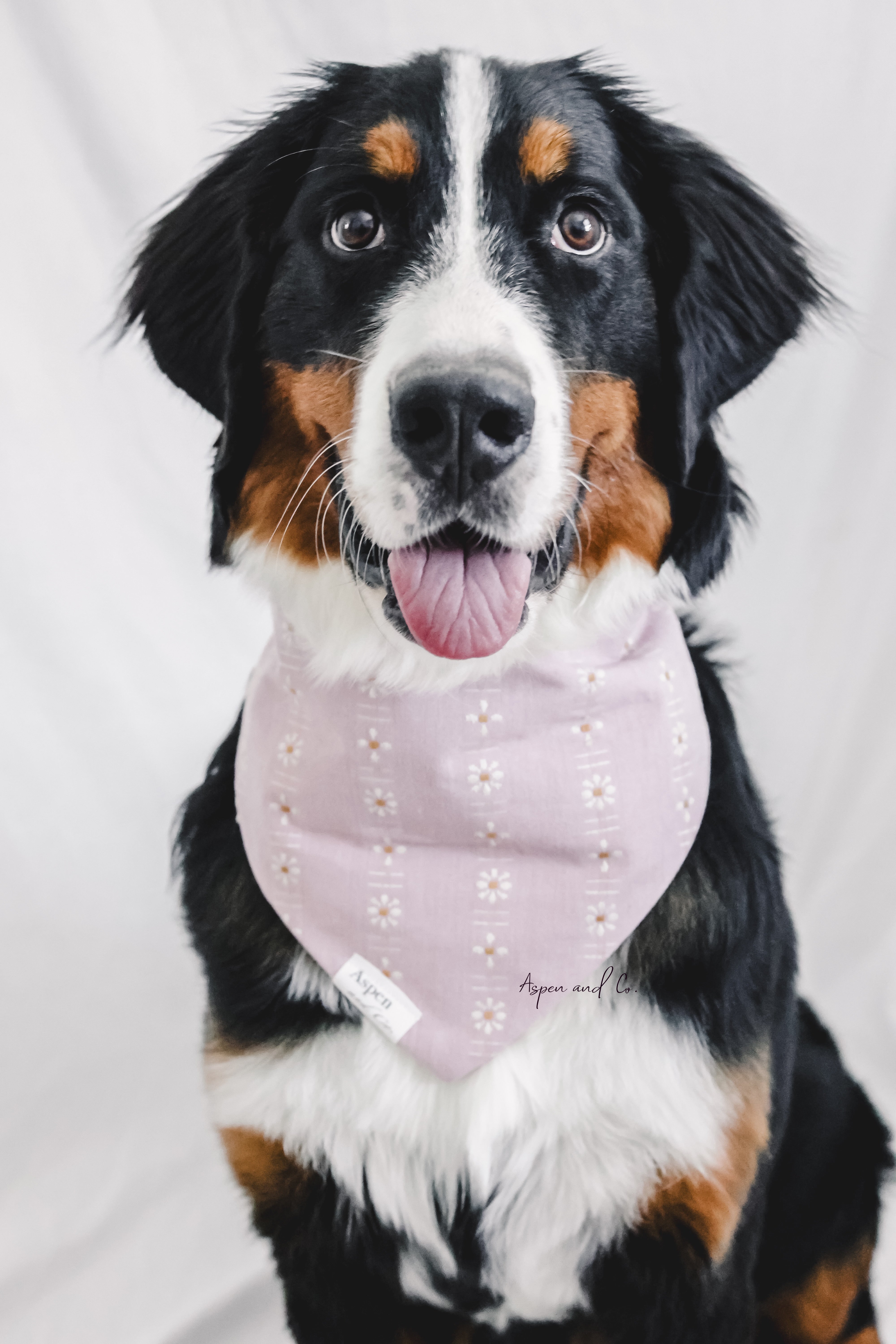 Bernese mountain dog sitting and smiling while wearing the Tea Rose Pink floral scrunchie dog bandana.