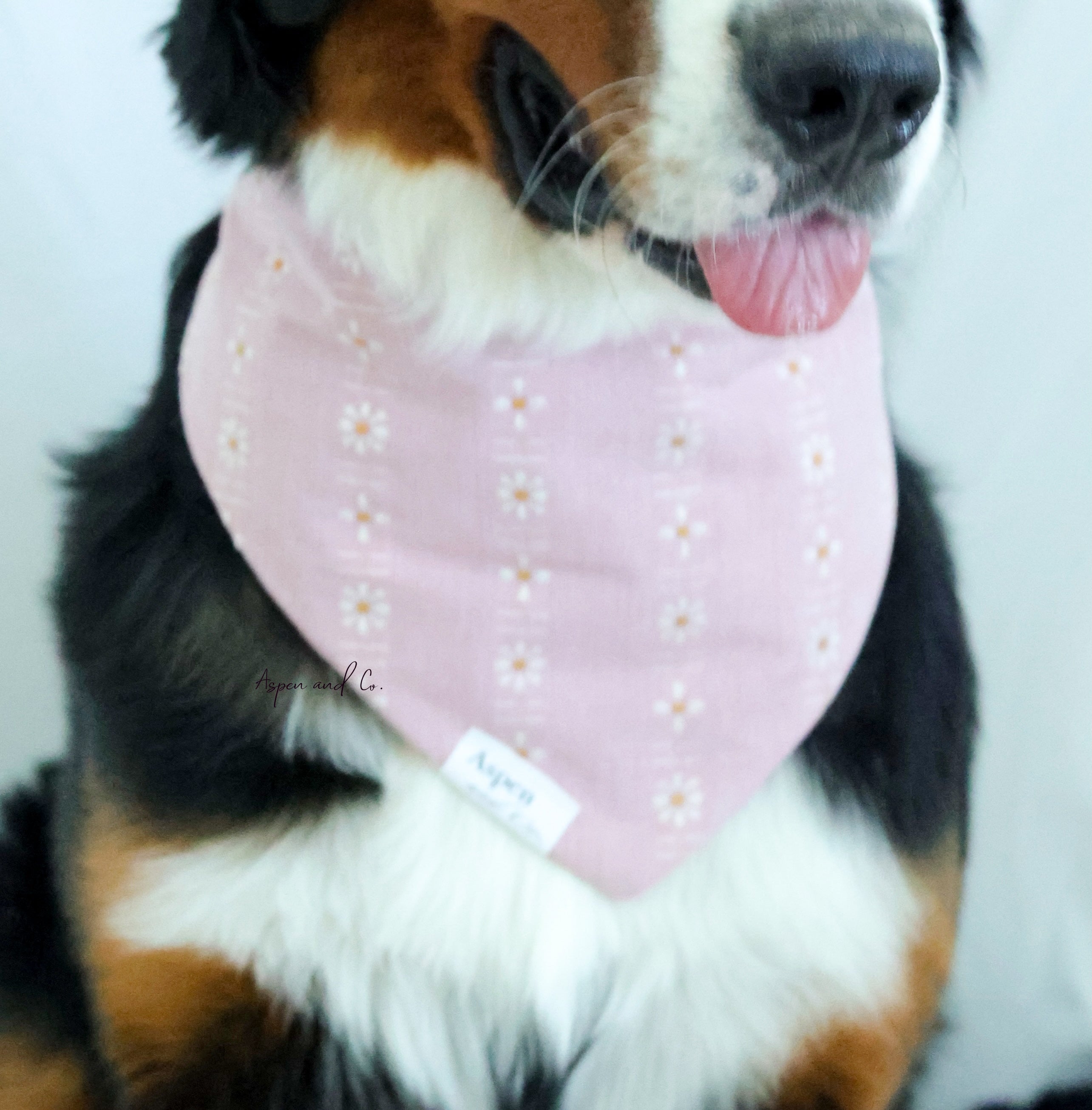 Close-up of a Bernese mountain dog with its tongue out, wearing the Tea Rose Pink woven floral slip-on bandana.