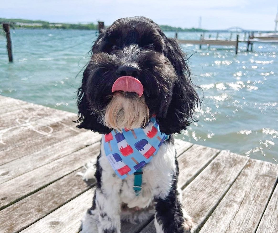 Cockapoo dog modeling a reversible patriotic bandana with popsicle pattern in red, white, and blue, posing in front of the ocean.