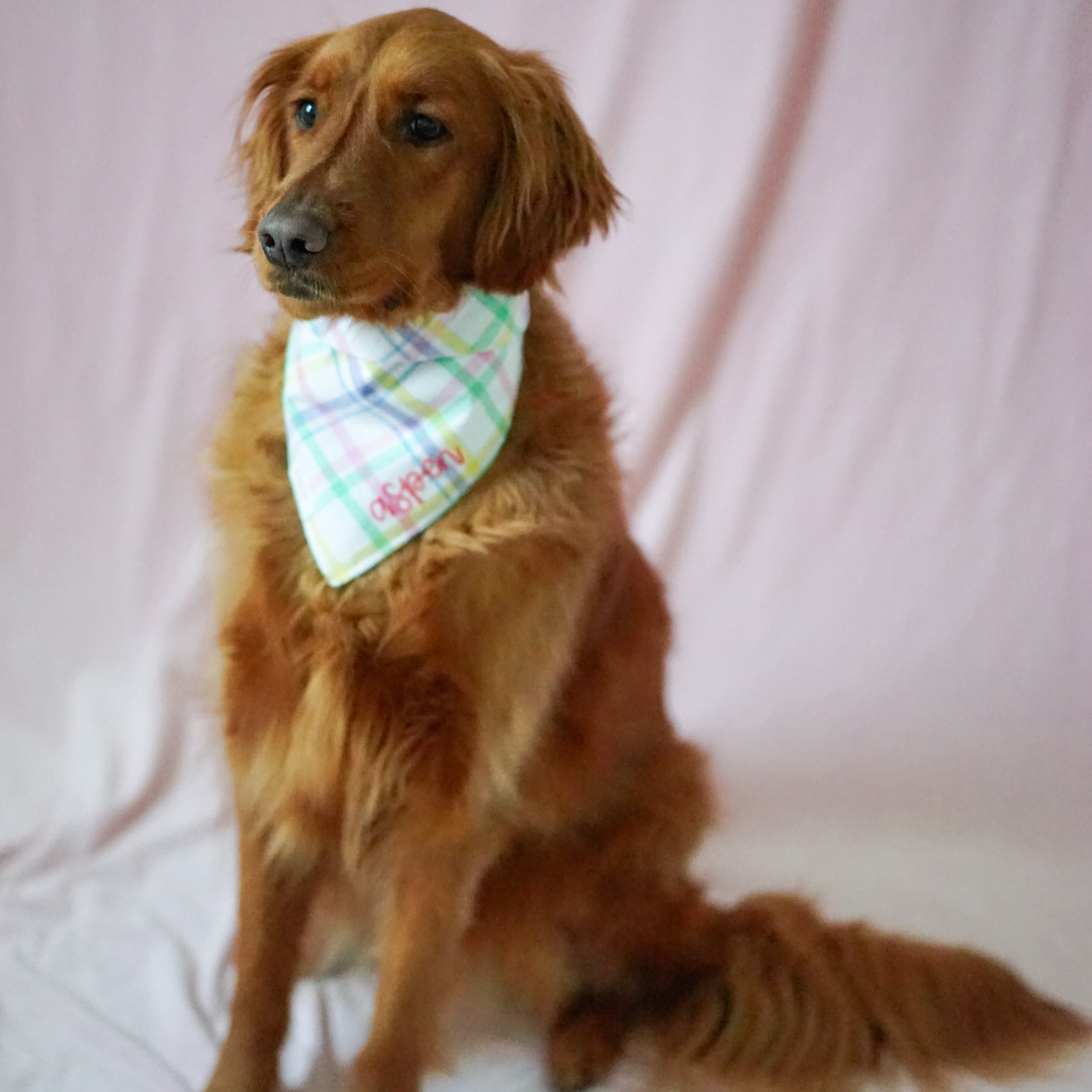 Golden retriever wearing custom easter dog bandana with personalized embroidered name. Handmade in Southern California Aspen and Co. offers dog bandanas, puppy bandanas, waterproof bandanas, dog collars, dog birthday bandanas, and more.