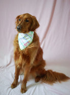 Golden retriever wearing custom easter dog bandana with personalized embroidered name. Handmade in Southern California Aspen and Co. offers dog bandanas, puppy bandanas, waterproof bandanas, dog collars, dog birthday bandanas, and more.