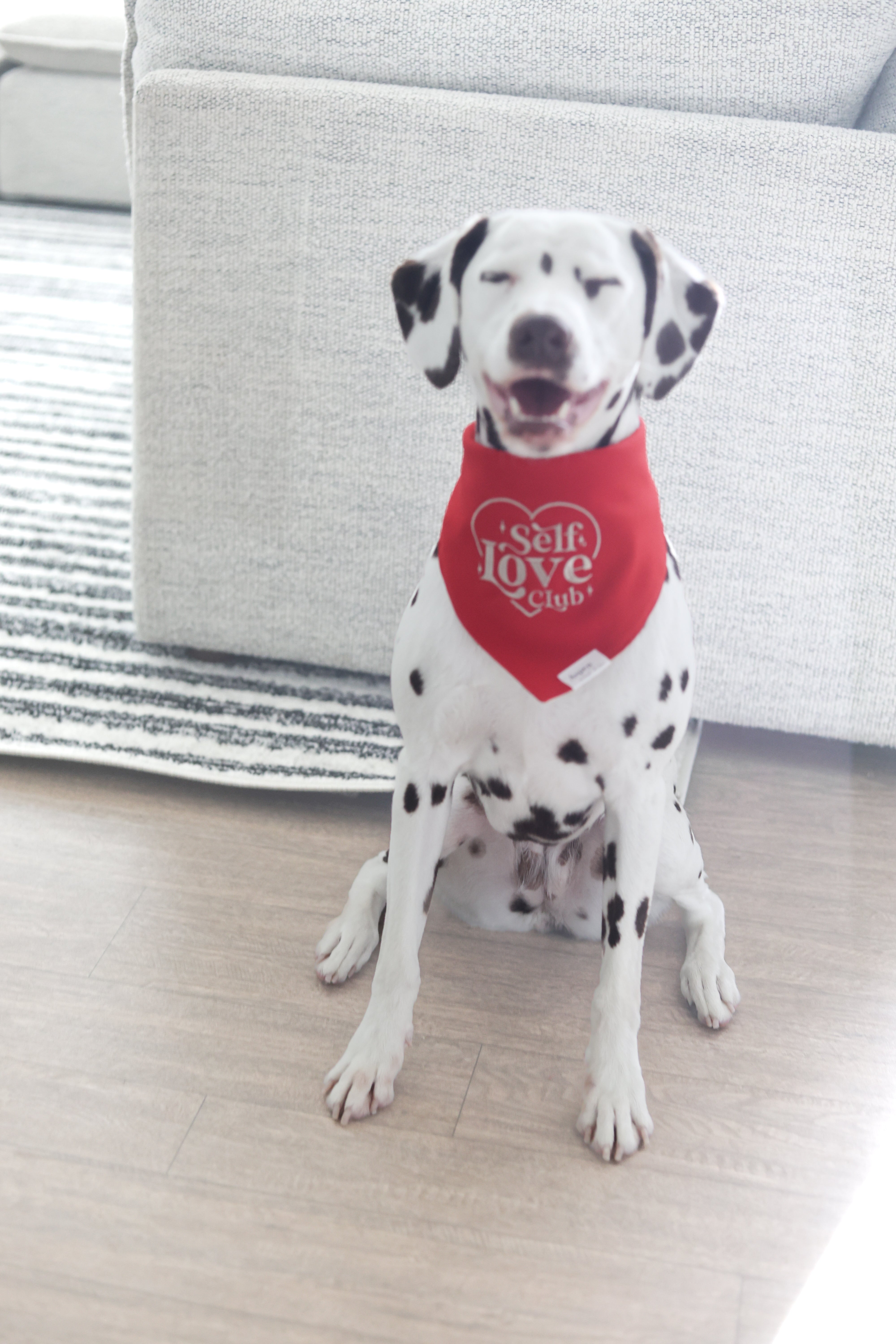 Smiling Dalmatian wearing a cool-toned red embroidered dog bandana with beige stitching that reads “Self Love Club” inside a heart; cute mental health-themed pet accessory.
