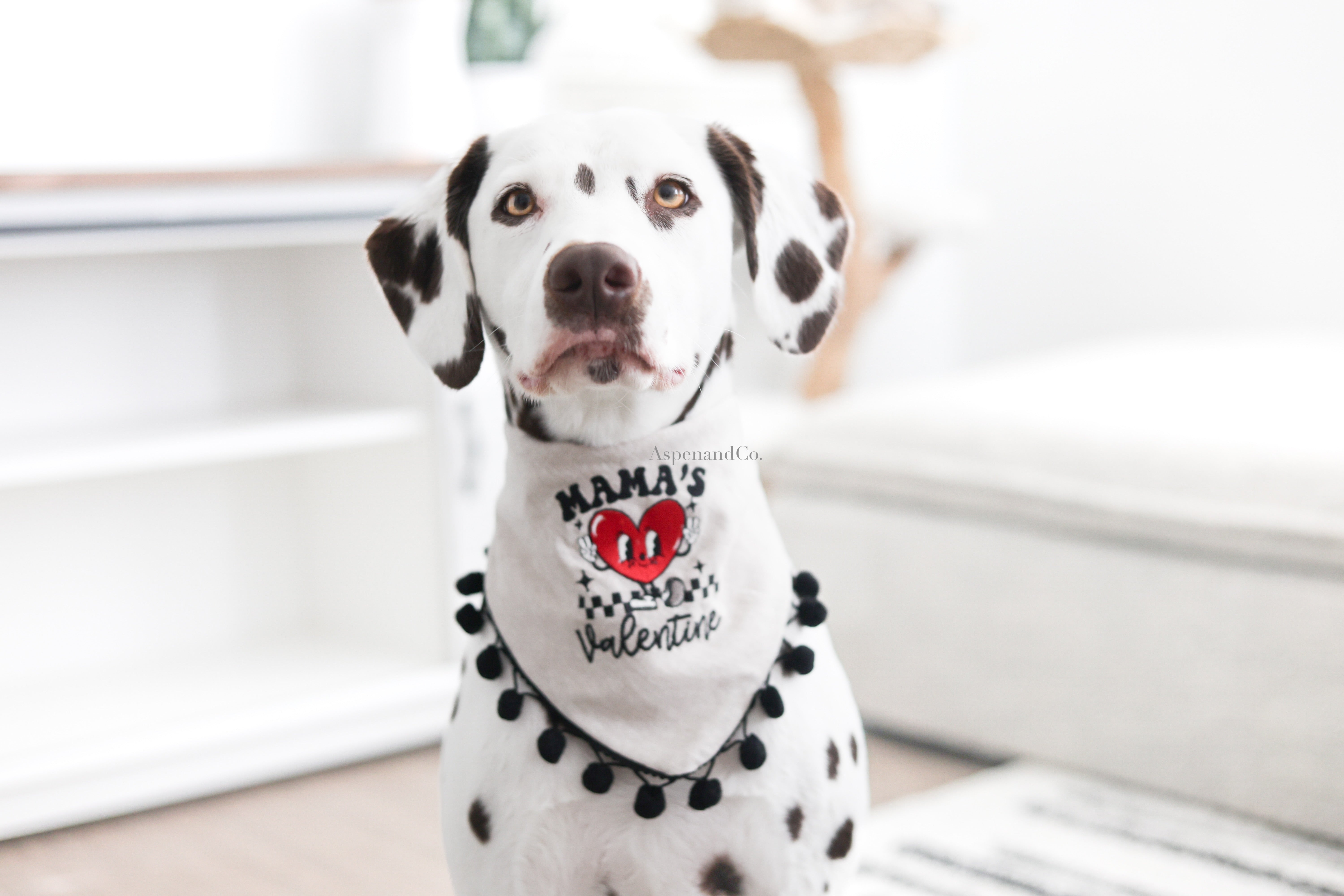 Dalmatian dog wearing Aspen and Co. embroidered linen dog bandana, stylish and comfortable accessory for medium to large breeds.