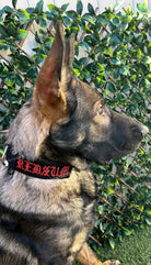 “German Shepherd with a bold red 6×2 tactical patch on collar for working dogs