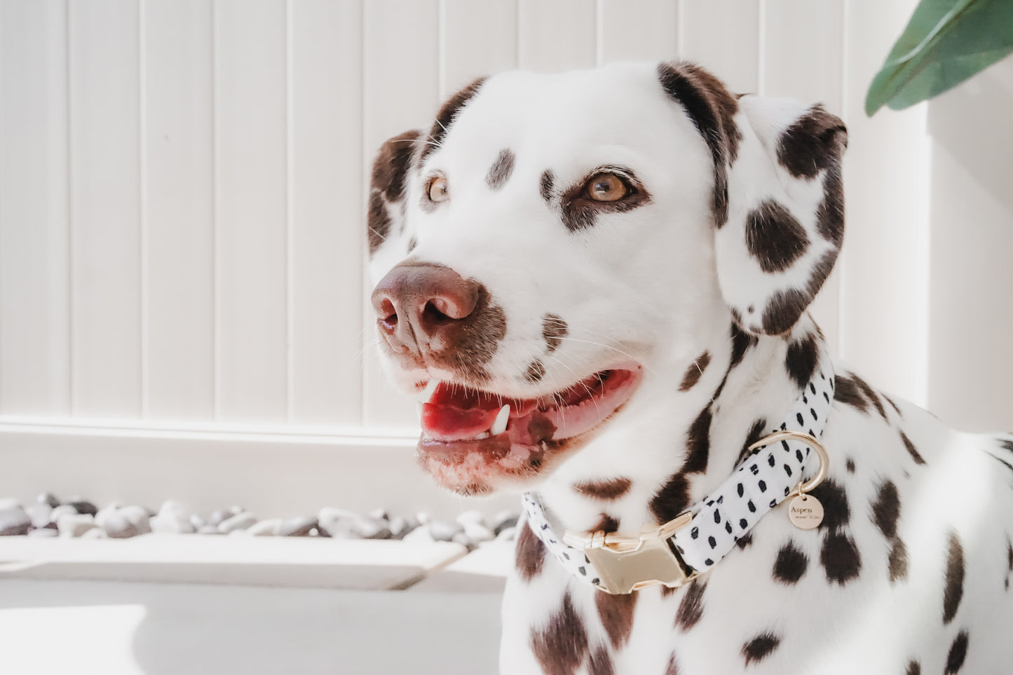 Dog Collar- Pepper Collar