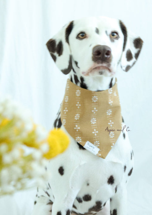 Dalmatian dog posing in the Ochre slip-on floral bandana with a scrunchie neck.