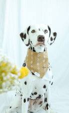 Dalmatian dog posing in the Ochre slip-on floral bandana with a scrunchie neck.
