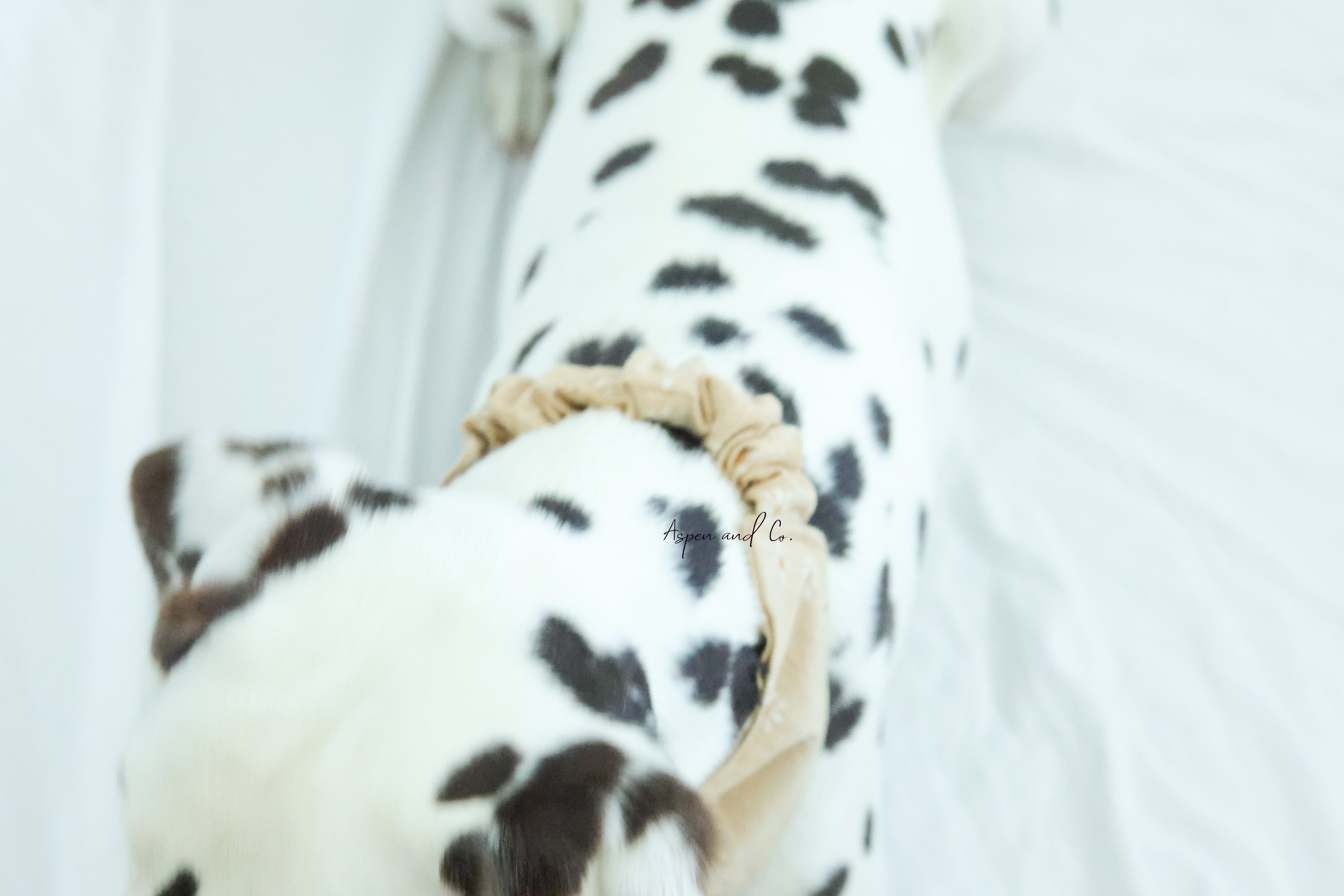 Dalmatian dog lying down wearing the bandana, showcasing the scrunchie neck detail and relaxed fit.