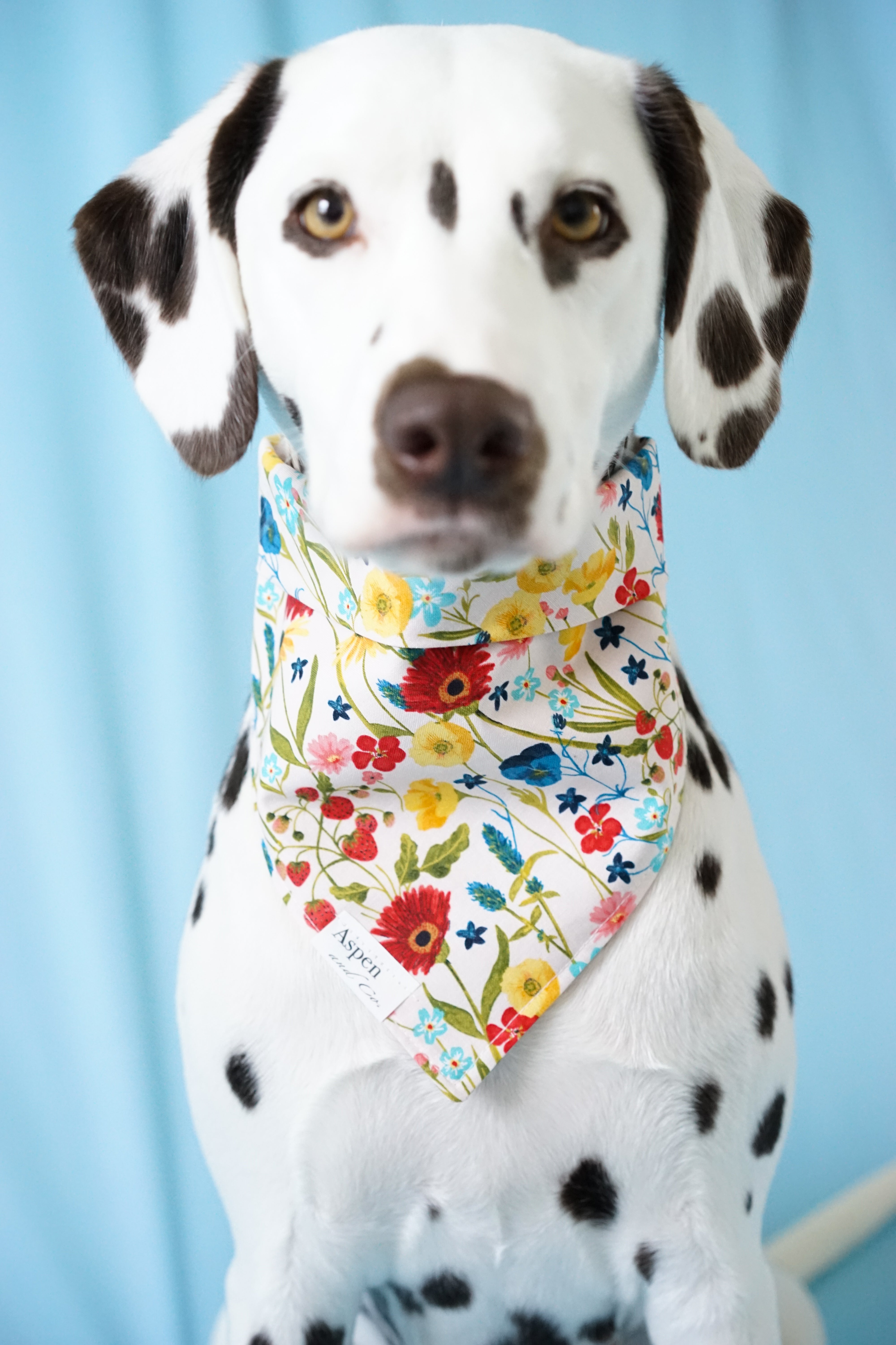 Dalmatian dog bandana. Liver spotted Dalmatian is wearing a beautiful spring dog bandana feature assorted wildflowers and berries. Handmade in Southern California, Aspen and Co. offers dog bandanas, puppy bandanas,  dog portraits, dog mom shirts, waterproof bandanas, dog collars, dog birthday bandanas, and more.