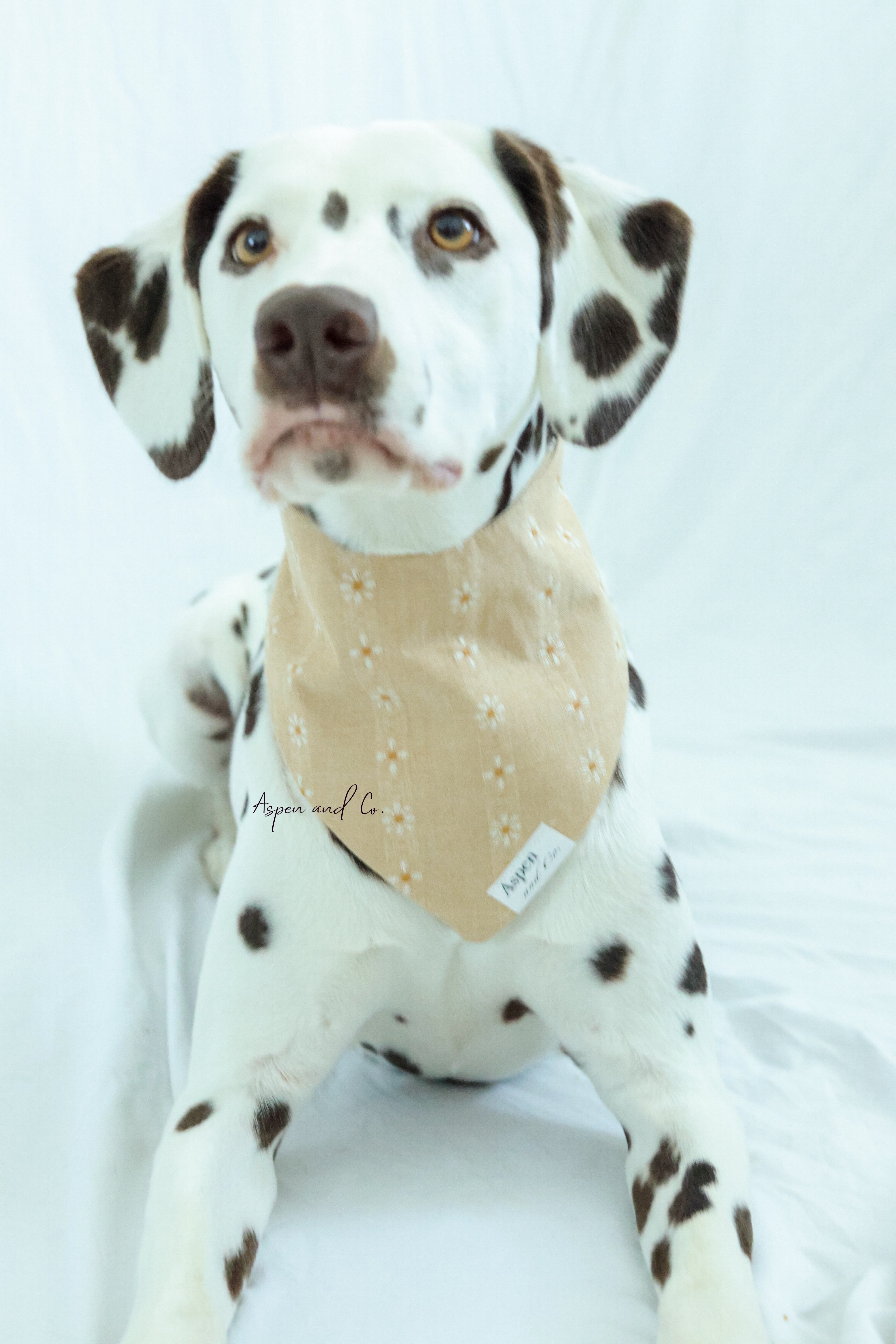 Dalmatian dog lying down wearing the camel floral slip-on bandana, showing fit and styling