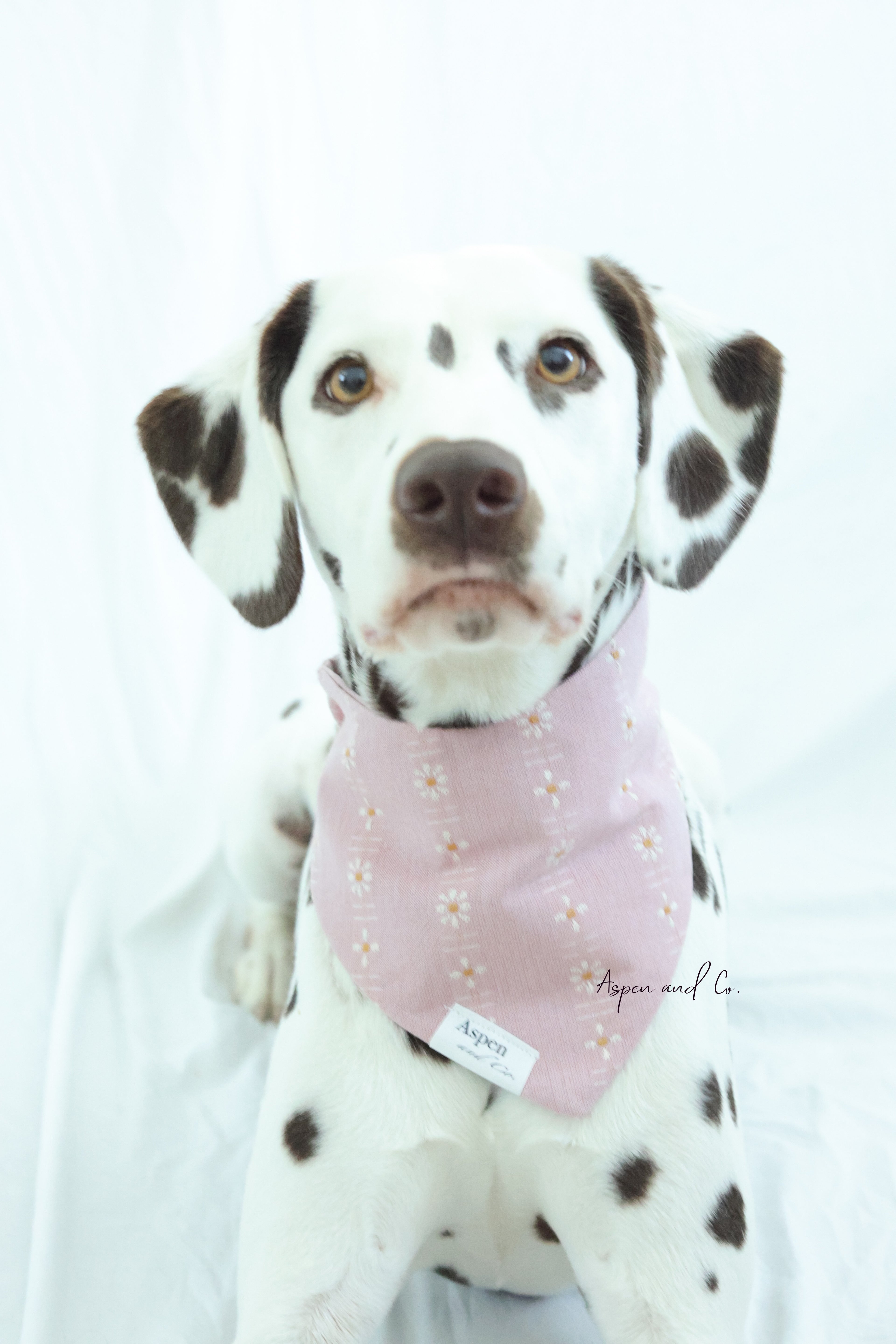 Dalmatian dog posing in the Tea Rose Pink slip-on floral bandana with a scrunchie neck.