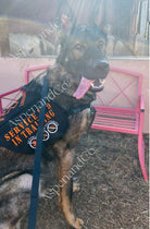 German Shepherd wearing service K9 in training tactical dog vest with orange embroidery