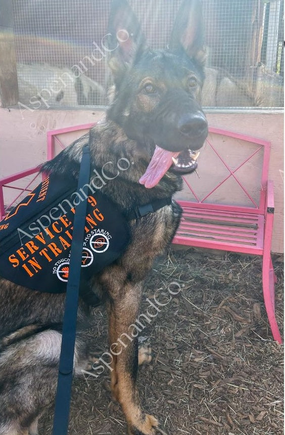 German Shepherd wearing service K9 in training tactical dog vest with orange embroidery