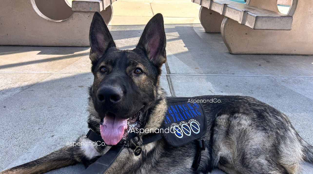 German Shepherd wearing service dog in training tactical vest with blue embroidery