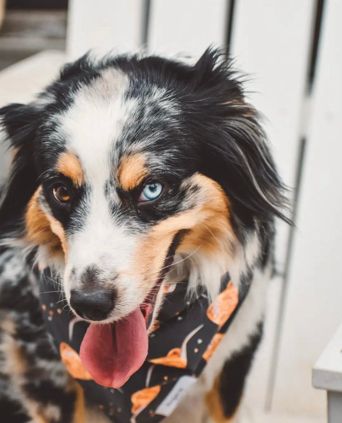 Australian best sale shepherd bandana