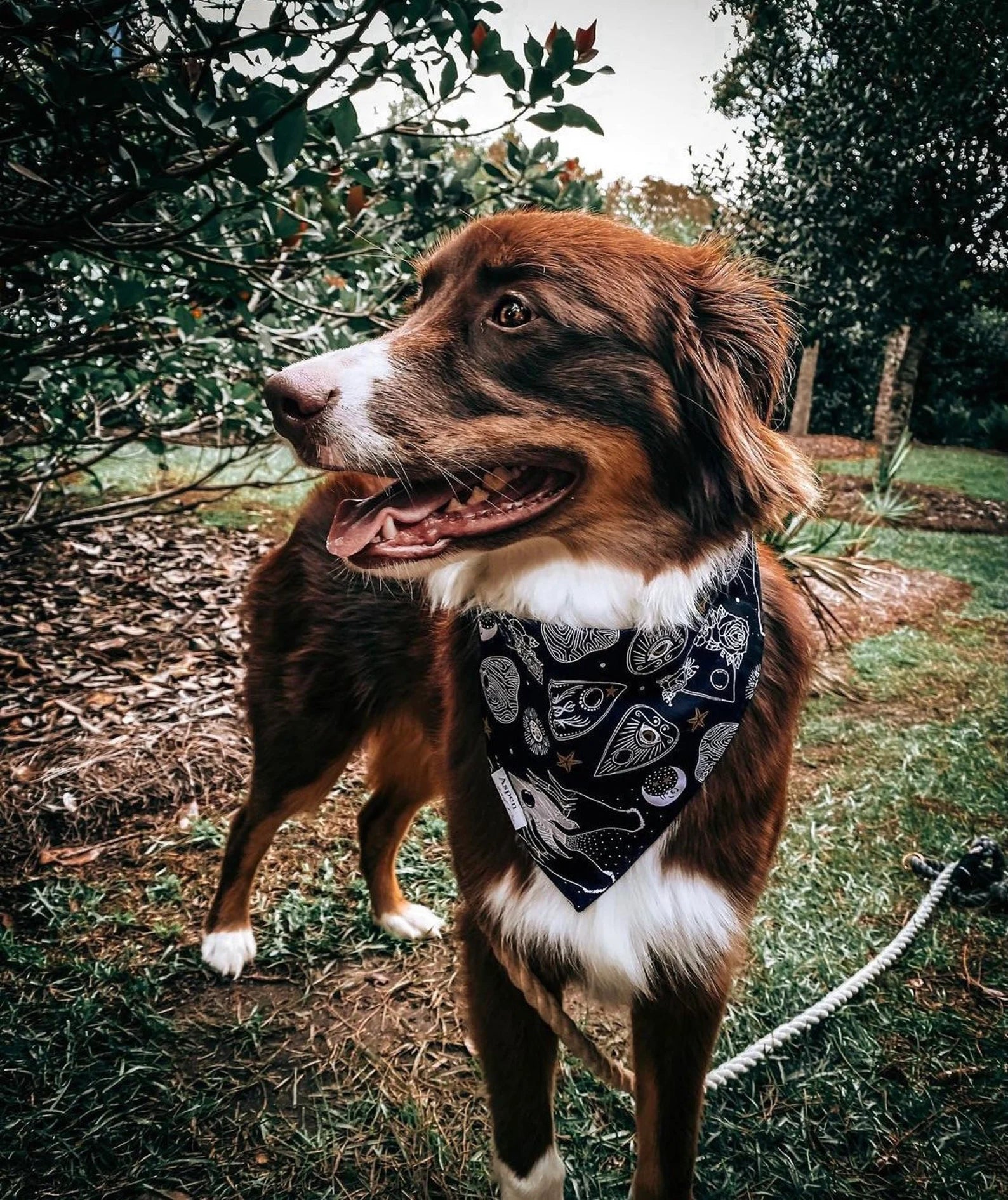 Snap best sale dog bandana