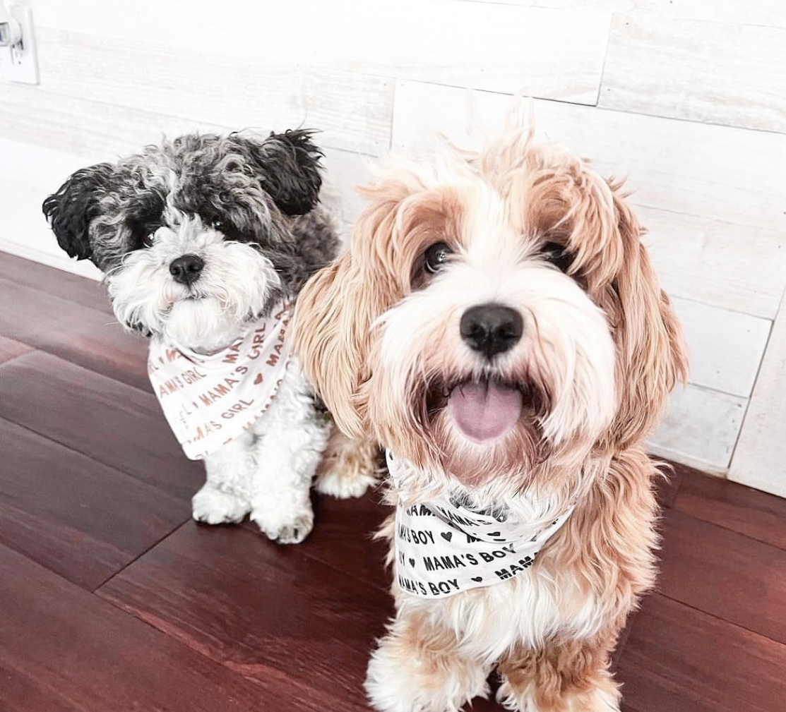 Mama's boy dog sales bandana