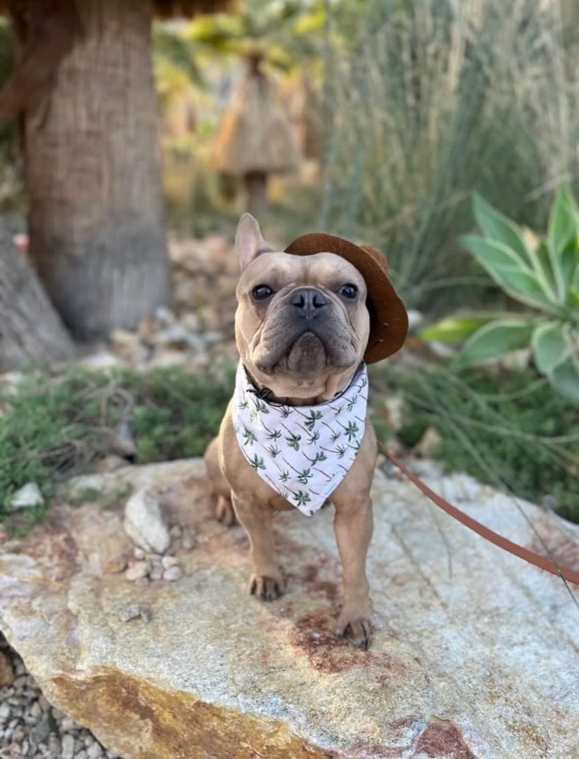 Dog Bandana- Palm Springs