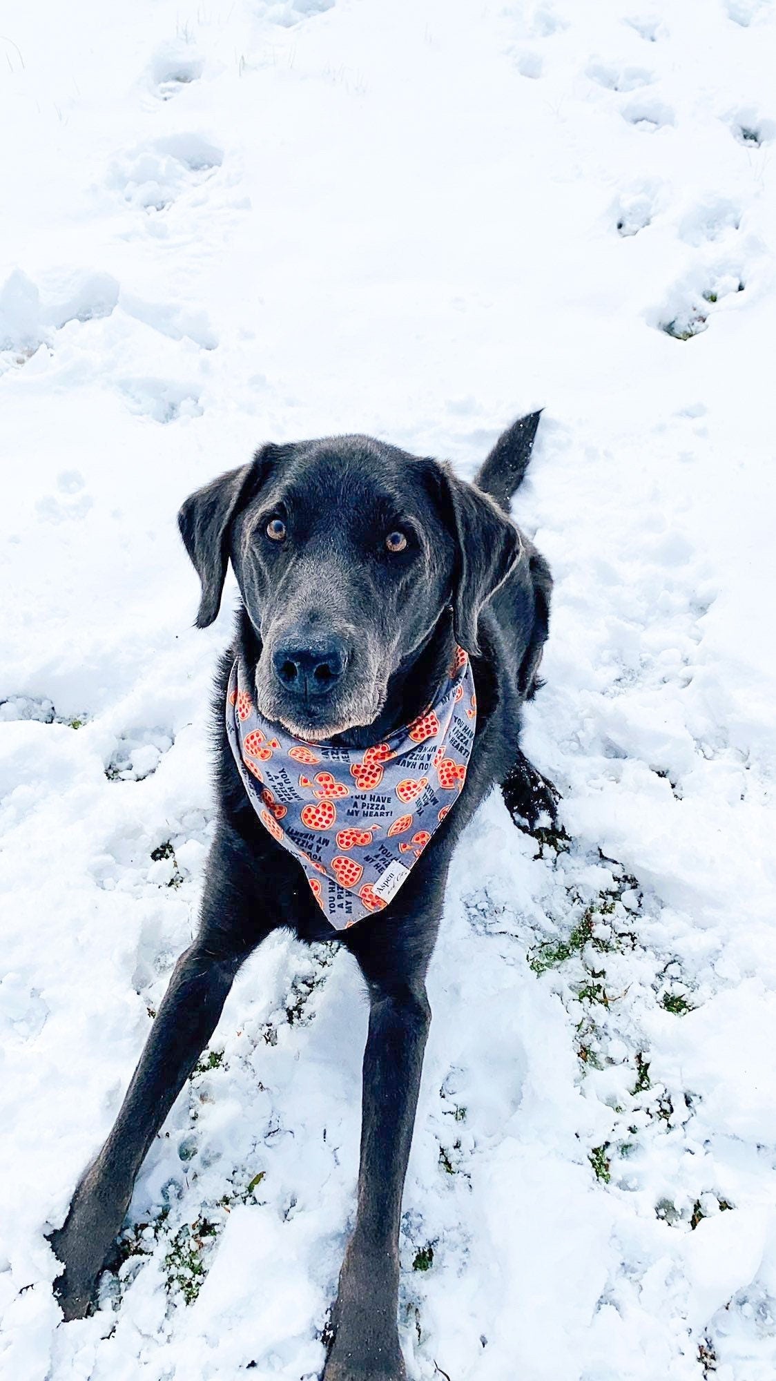 Pizza dog hot sale bandana