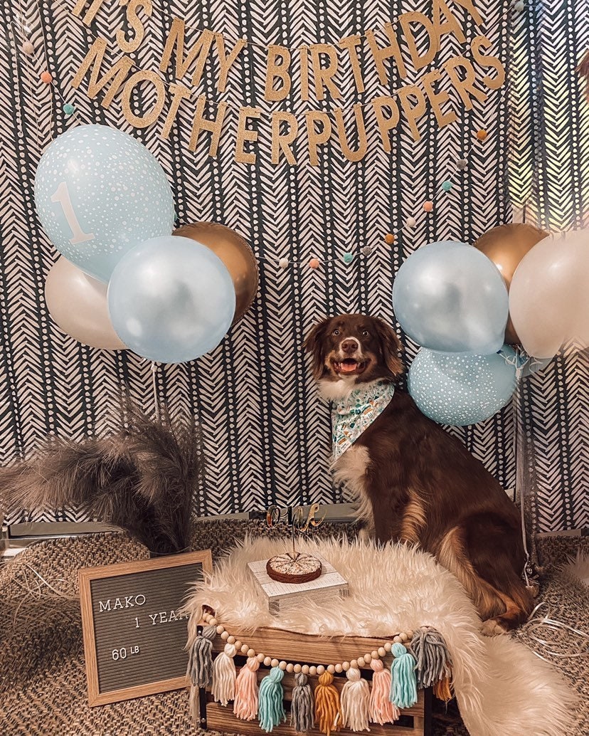 1st birthday dog discount bandana